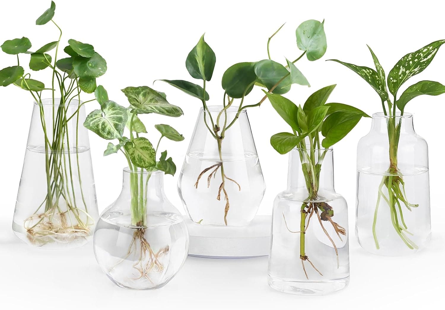 Plant Propagation Station with Test Tubes